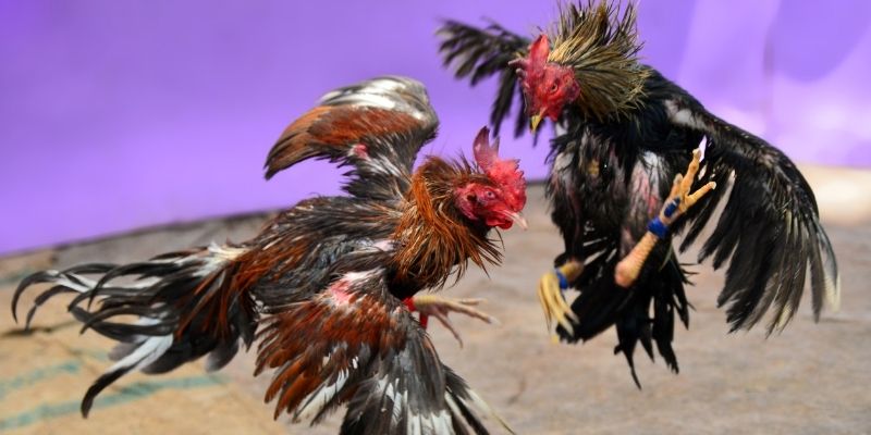 qq886 KM Game Bài 3d