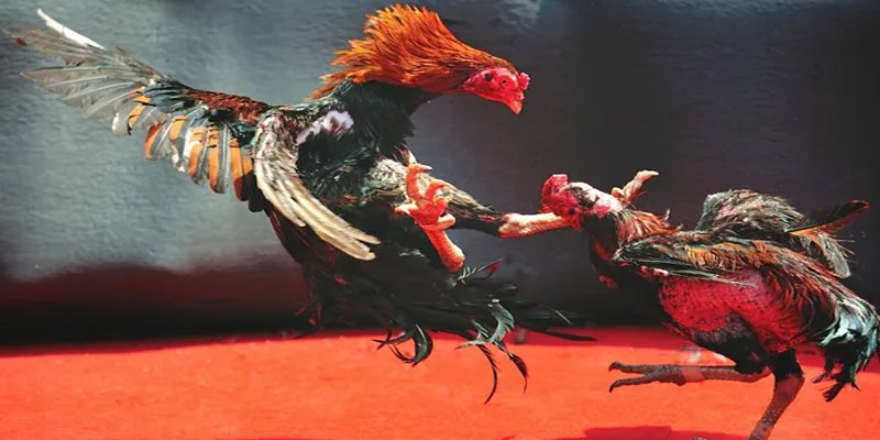 qq886 bắn cá h5 chơi ngay