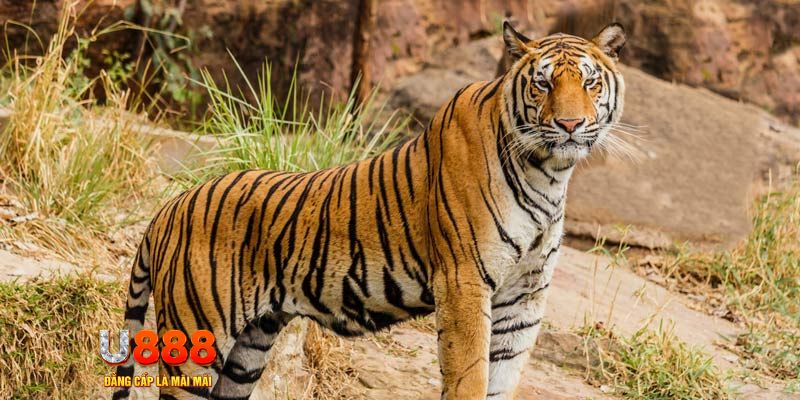 qq886 xổ số bình thuận