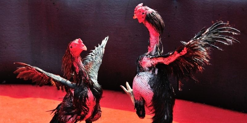 qq886 thị trường baccarat là gì