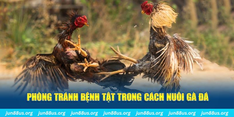 qq886 đăng nhập phỏm online